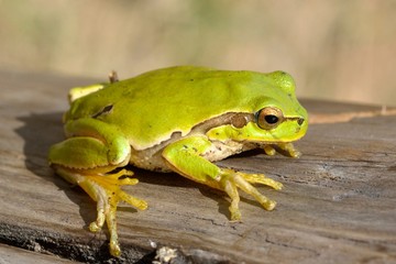 Tree Frog on a log