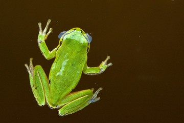 Tree Frog Floating