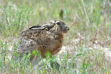 Hare in Letea Forest