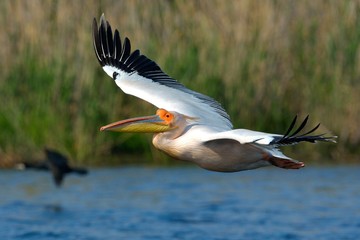 Fototapeta premium White Pelican (Pelecanus onocrotalus) in flight