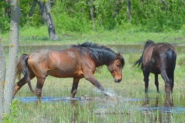 Fototapeta premium Wild Horses Bathing