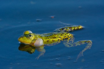 Edible Frog on Water