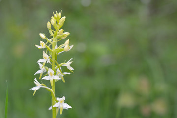 Lesser Butterfly Orchid (Platanthera bifolia), wild flower