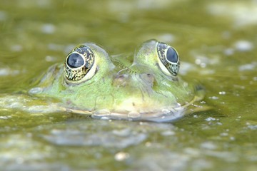 Edible Frog on Water