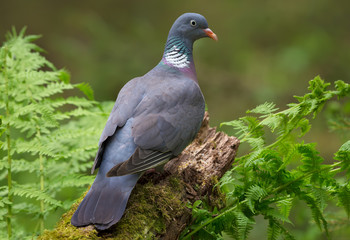 Common wood pigeon perched on the top of aged stock backview with head turn