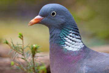 Common wood pigeon close portrait with detailed feathers