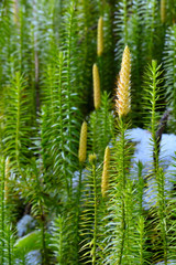 Bank Haircap Moss (Polytrichum formosum) with Flowers