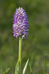 Fototapeta premium Monkey Orchid (Orchis simia), wild flowers from Dobruja