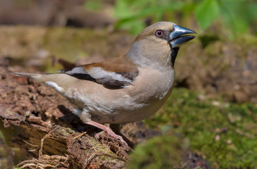 Female Hawfinch drinks water posing near a mossy pond in spring