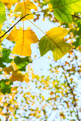 Obraz premium Colorful autumn leaves in the forest,liriodendron tree