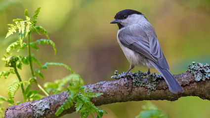 Back view of Willow Tit sitting on a lichen coated branch 