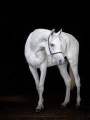 White Arab horse on black background. baroque white crest portrait mane hair 