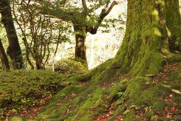 苔の森林　樹木と枯葉