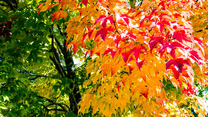 Color of autumn