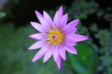 Obraz premium lotus on Green background