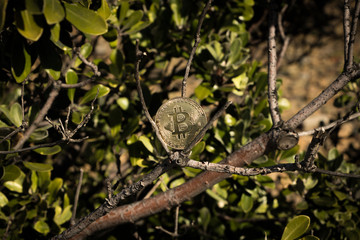 Bitcoin Growing On Trees Concept 