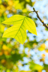 Colorful autumn leaves in the forest,liriodendron tree