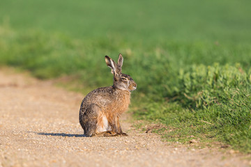 portrait european brown hare jackrabbit (lepus europaeus) sitting on trail