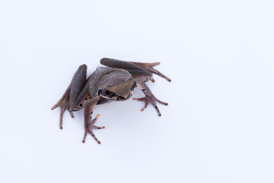 Megophrys parva (Lesser Stream Horned Frog) : frog on white background. Amphibian of Thailand