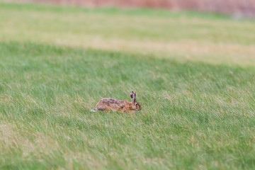 natural brown hare (lepus europaeus) in green meadow