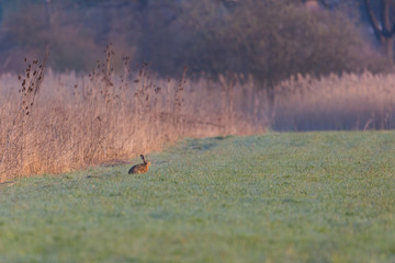 natural european brown hare jackrabbit (lepus europaeus)  sitting in meadow