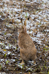 back view european brown hare jackrabbit (lepus europaeus) in winter