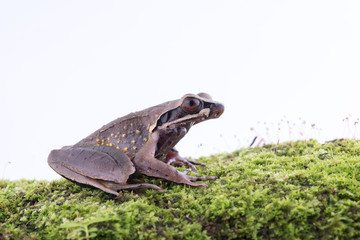Megophrys parva (Lesser Stream Horned Frog) : frog on white background. Amphibian of Thailand