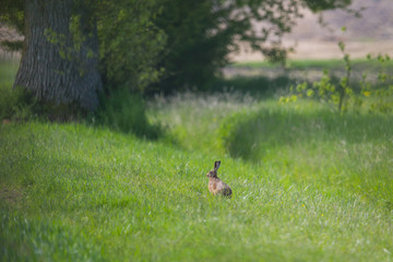 european brown hare jackrabbit (lepus europaeus)  sitting in green meadow