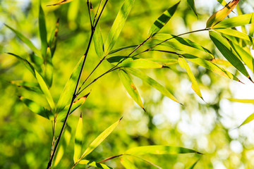 Fototapeta premium Green bamboo leaves in the bamboo forest