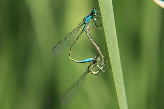 mating dragonfly