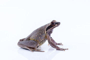 Megophrys parva (Lesser Stream Horned Frog) : frog on white background. Amphibian of Thailand