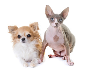 sphinx cat and chihuahua