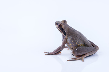 Megophrys parva (Lesser Stream Horned Frog) : frog on white background. Amphibian of Thailand