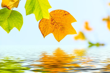 Fototapeta na wymiar Colorful autumn leaves and water reflection nature background,liriodendron tree