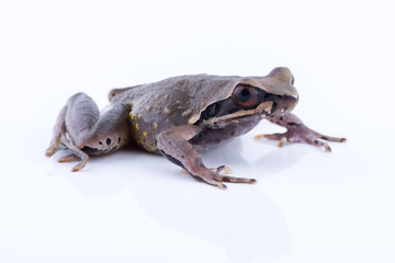 Megophrys parva (Lesser Stream Horned Frog) : frog on white background. Amphibian of Thailand