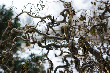 Common hazel "Contorta"