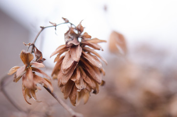 A withered hop flower on a blurred background. Hop flower close-up. Autumn landscape.
