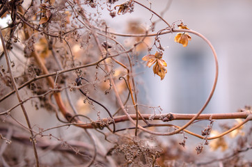 A withered hop flower on a blurred background. Hop flower close-up. Autumn landscape.