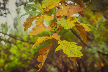 Autumn oak leaves on a branch - close-up