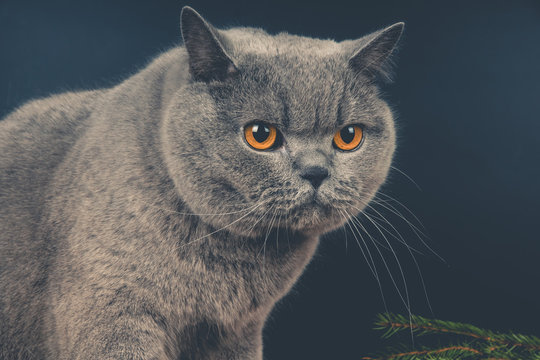 Worried British Shorthair Blue Cat on a Dark Background