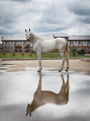 White arab horse in the farm. Reflection of a stallion in a water surface in a pool. Cloudy weather. The horse looks in the camera