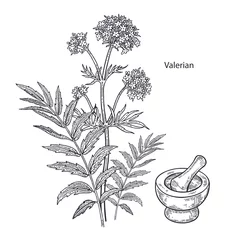 Heilpflanze Baldrian. © marinavorona