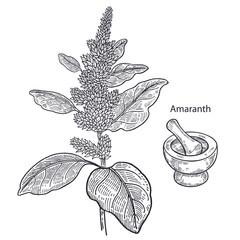 Medical plant amaranth. - obrazy, fototapety, plakaty