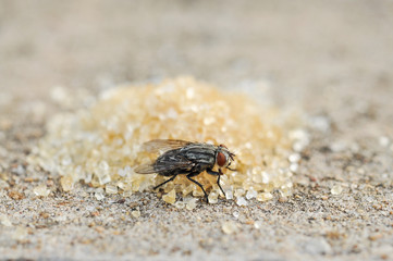 Fly eating brown and white sugar
