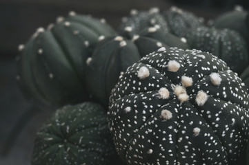 Close up of cactus plants in the pot