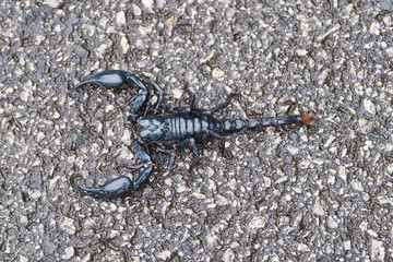 Scorpion is walking on the road