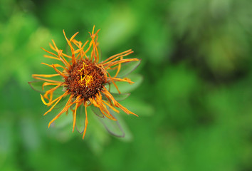 Withered flower on a green background.