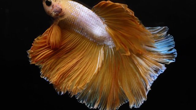 Siamese fighting betta fish movement in slow motion