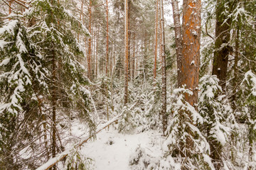 Fototapeta premium dense coniferous forest on a frosty winter day