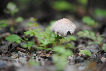 Mushrooming